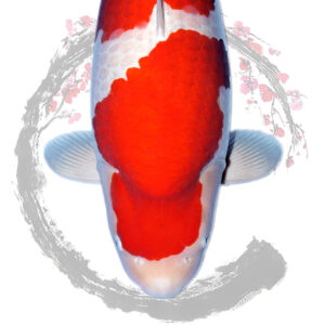 Koi In Japan