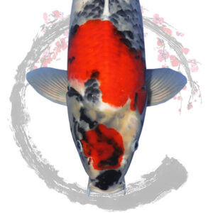Koi in the UK