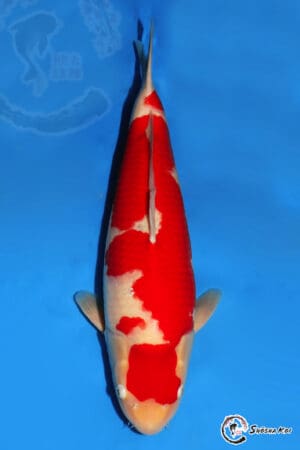 Kohaku - SK-316