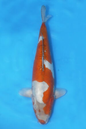 Doitsu Ochiba - SK-216