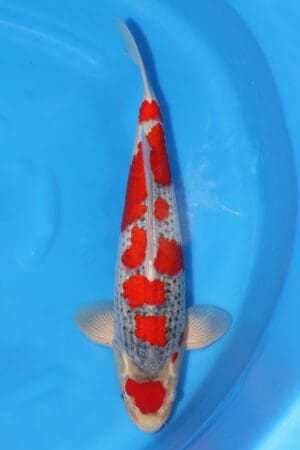 Goshiki - SK-348
