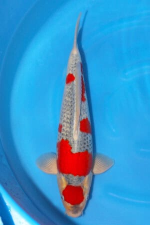 Goshiki - SK-347