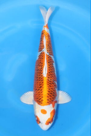 Kujaku - SK-371
