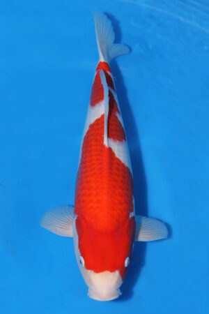 Kohaku - SK-380