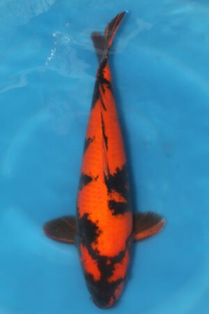 Hi Utsuri - SK-402