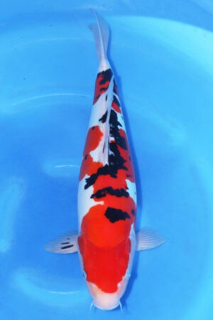 Doitsu Sanke - SK-263