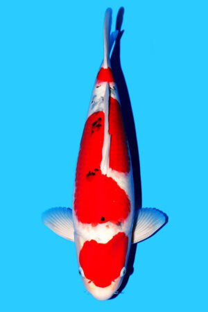 Sanke - SK-437