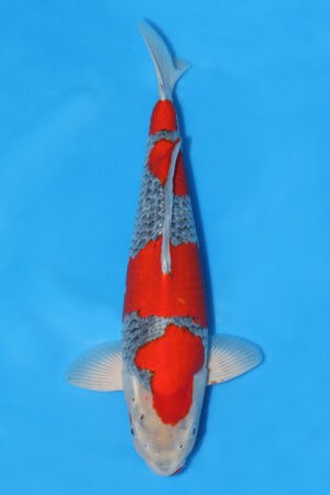 Goshiki - SK-043
