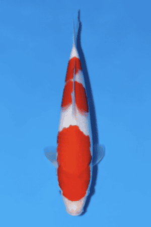 Kohaku - SK-447