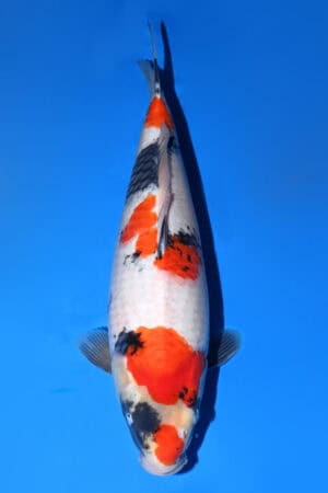 Showa - SK-105