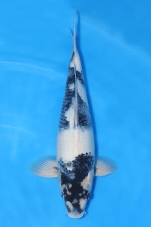 Shiro Utsuri - SK-223