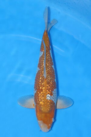 Gin Rin Ochiba - SK-224