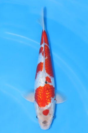 Gin Rin Goshiki - SK-282