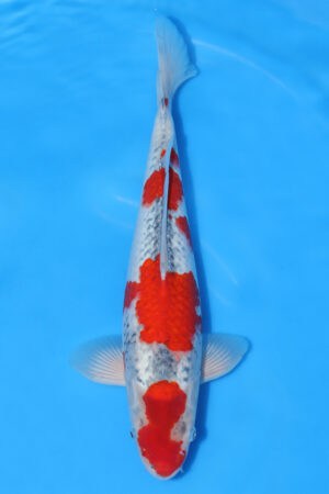 Goshiki - SK-283