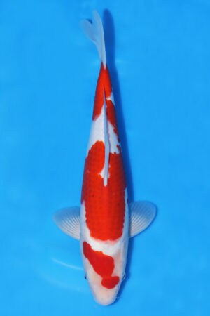 Goshiki - SK-276