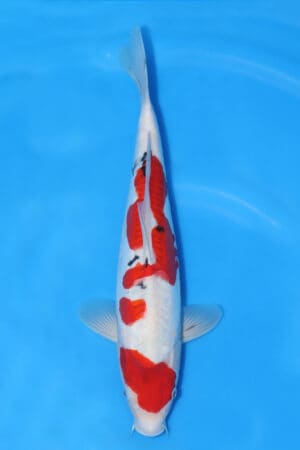 Doitsu Sanke - SK-278