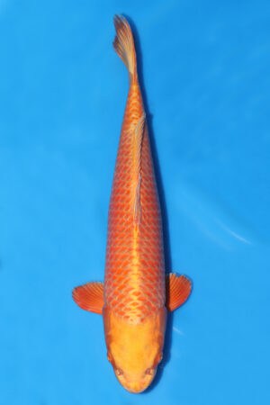 Orenji Ogon - SK-199