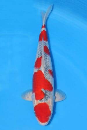 Goshiki - SK-309
