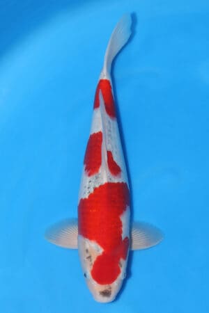 Goshiki - SK-313