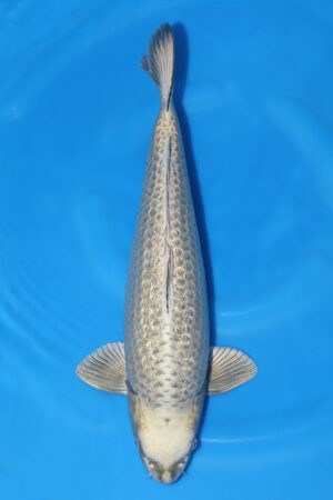 Sumibuki - SK-250