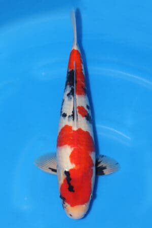 Showa - SK-244