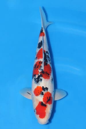 Sanke - SK-294