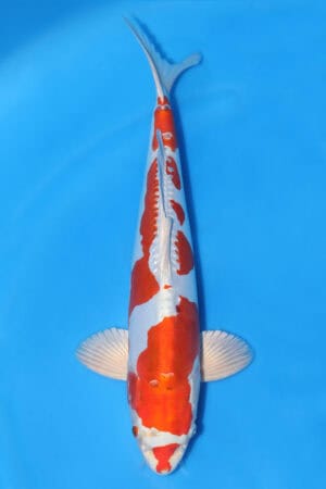 Kikusui - SK-321