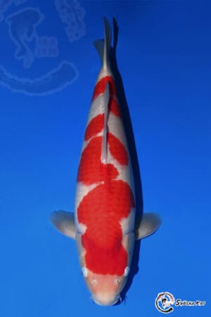 Kohaku - SK-165