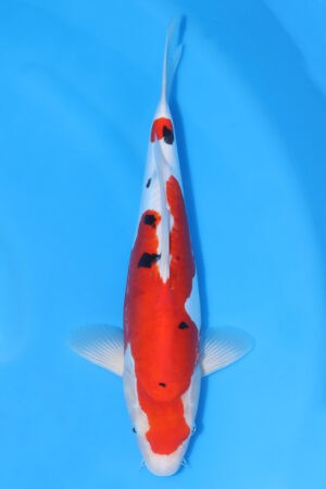 Doitsu Sanke - SK-365