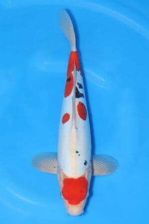 Doitsu Sanke - SK-367