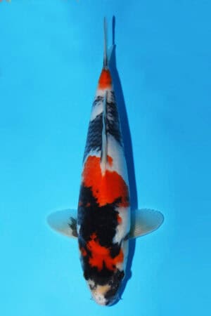 Showa - SK-484