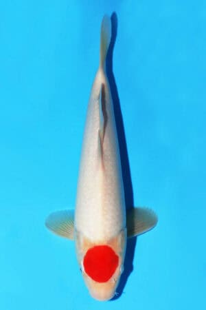 Tancho Kohaku - SK-487