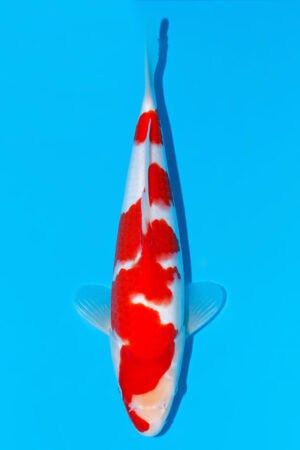 Kohaku - SK-497