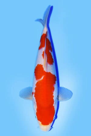 Kohaku - SK-477