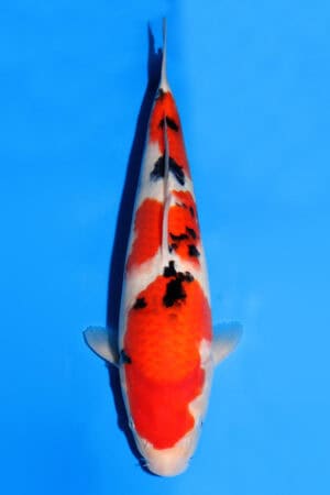 Sanke - SK-503