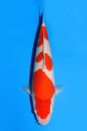 Kohaku - SK-504