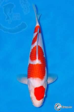 Kohaku - SK-529