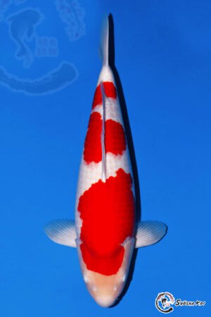 Kohaku - SK-495