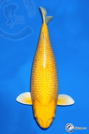 Yamabuki Ogon - SK-475