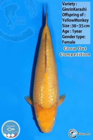 Yellow Monkey Grow Out - SK-518
