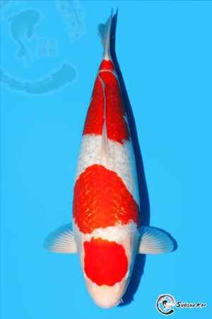 Gin Rin Kohaku - SK-530