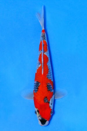 Goshiki - SK-551