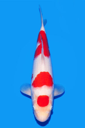 Kohaku - SK-573