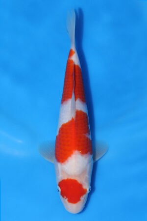 Kohaku - SK-MRY01a