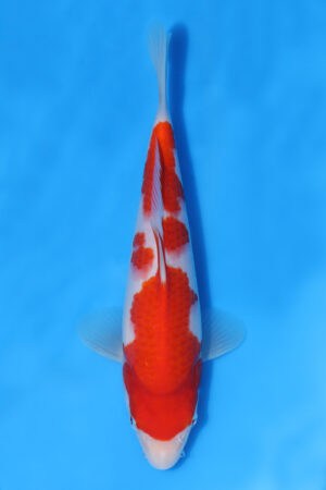 Kohaku - SK-MRY09