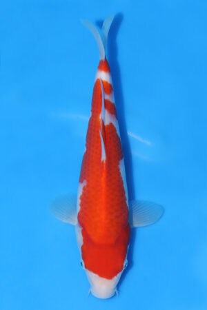 Kohaku - SK-MRY11