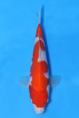 Kohaku - SK-MRY14