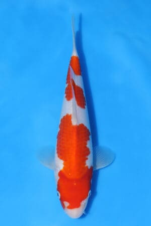 Kohaku - SK-MRY16