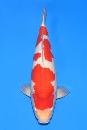 Kohaku - SK-548