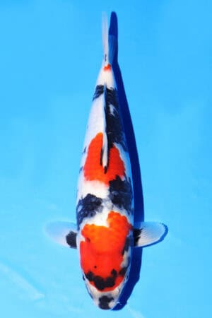 Showa - SK-587